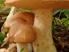 Suillus weaverae