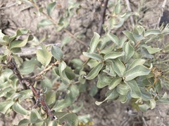 Elaeagnus commutata