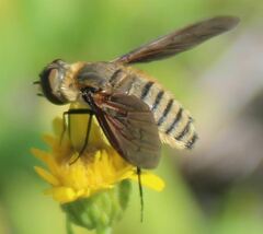 Poecilanthrax lucifer