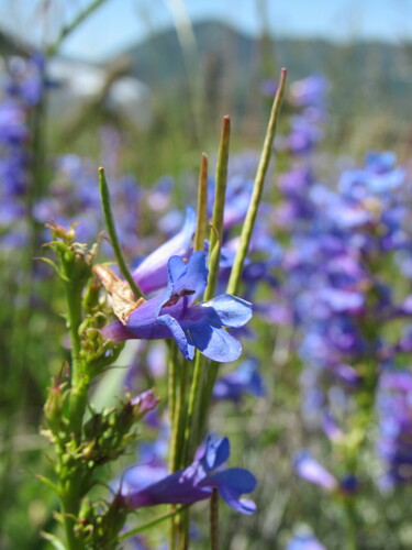 Image of Penstemon saxosorum by (c) Anders Hastings, some rights reserved (CC BY)