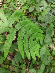 Pteris aspericaulis