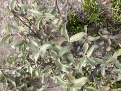 Elaeagnus commutata