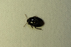 Pangaeus bilineatus