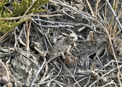Phrynosoma hernandesi