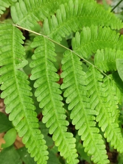 Pteris aspericaulis