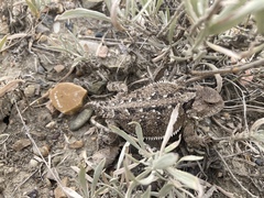 Phrynosoma hernandesi