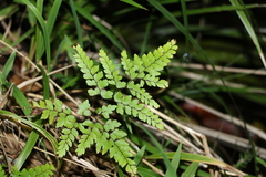Adiantum formosum