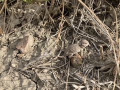 Phrynosoma hernandesi