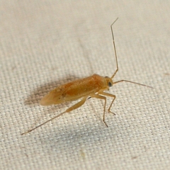 Phytocoris