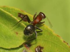 Camponotus planatus
