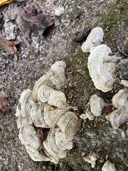 Stereum subtomentosum