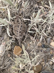 Phrynosoma hernandesi