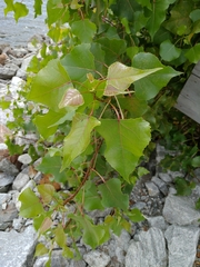 Populus deltoides deltoides