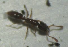 Hypoponera opacior