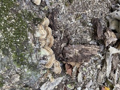 Stereum subtomentosum