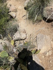 Digitaria californica