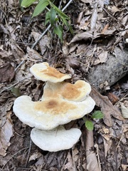 Bondarzewia berkeleyi