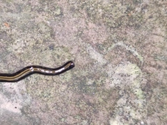 Geoplanidae