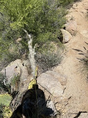 Digitaria californica