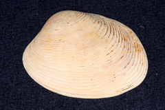 Venerupis largillierti