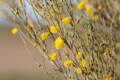 Acacia ramulosa linophylla
