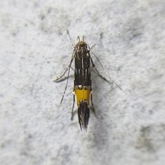 Cosmopterigidae