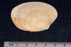 Venerupis largillierti