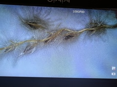 Digitaria californica