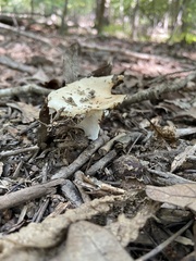 Russula compacta