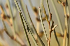 Acacia ramulosa linophylla