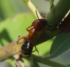 Camponotus floridanus