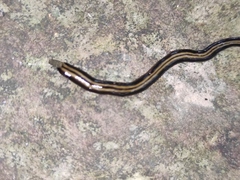 Geoplanidae