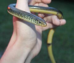 Ophisaurus ventralis
