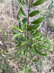 Persoonia sericea