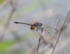 Dythemis fugax