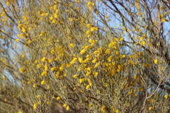 Acacia ramulosa linophylla