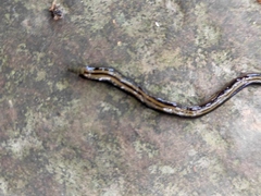 Geoplanidae