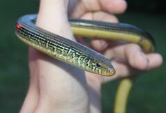 Ophisaurus ventralis