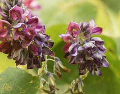 Pueraria montana