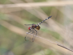 Dythemis fugax