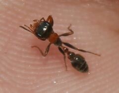 Pseudomyrmex gracilis