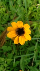Zinnia maritima
