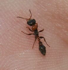 Pseudomyrmex gracilis