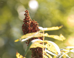 Rhus glabra