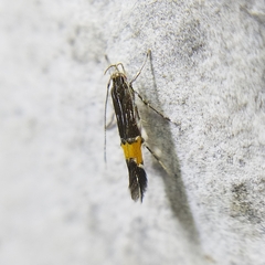 Cosmopterigidae