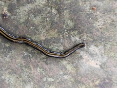 Geoplanidae
