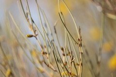 Acacia ramulosa linophylla