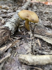 Aureoboletus innixus
