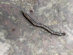 Geoplanidae