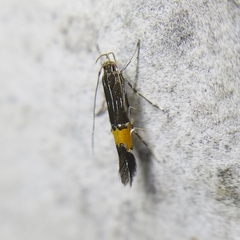 Cosmopterigidae